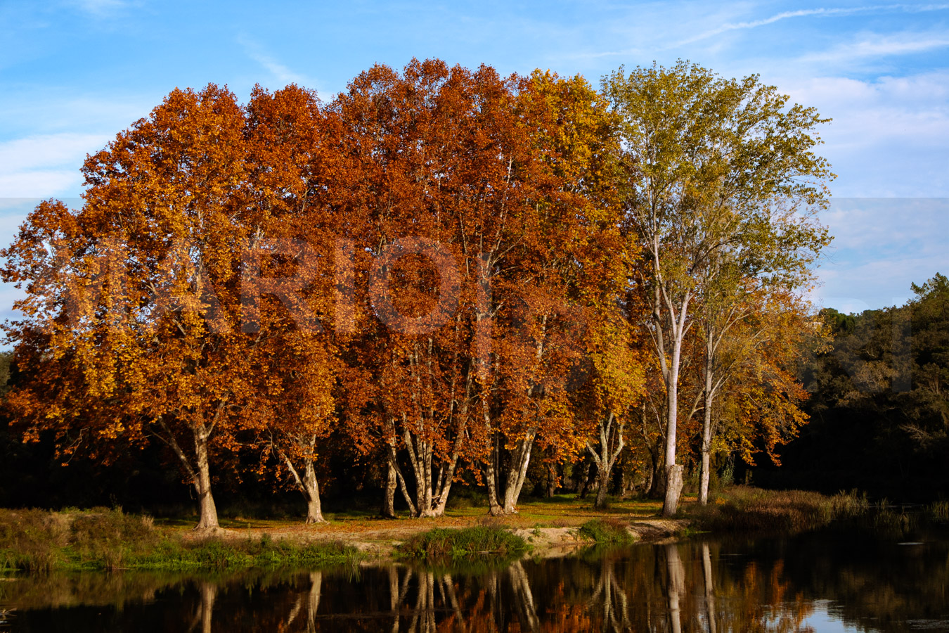 Eine Gruppe von Herbstbäumen mit leuchtend orangerotem und goldenem Laub spiegelt sich klar in einem ruhigen Gewässer unter einem strahlend blauen Himmel wider. Foto von MARIO|BURRI.