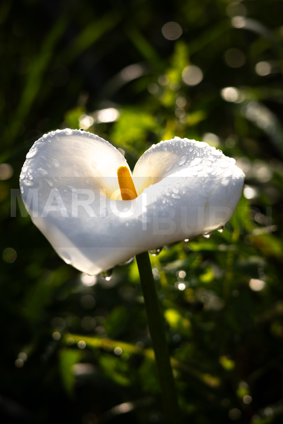 Eine weisse Calla-Lilie, bedeckt mit glitzernden Wassertropfen, leuchtet elegant vor einem unscharfen, dunkelgrünen Hintergrund mit Bokeh-Lichtern. Foto von MARIO|BURRI.
