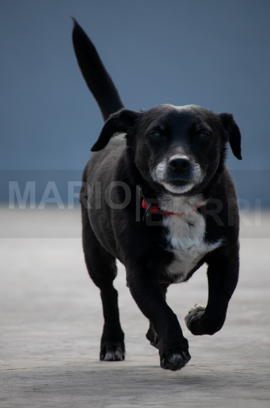 Schwarzer Mischlingshund mit weisser Brust und rotem Halsband läuft auf dunklem Hintergrund.