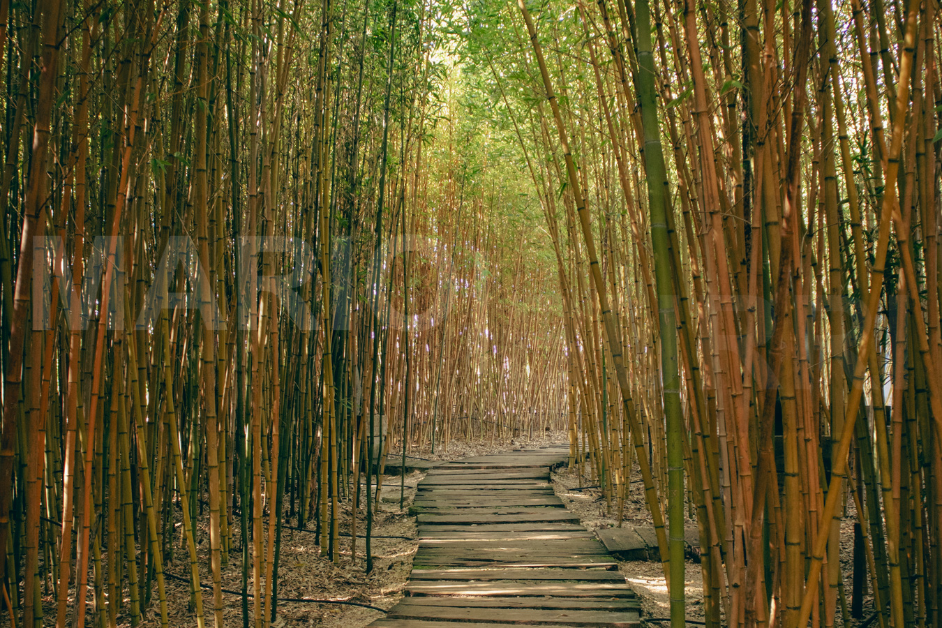 Ein Holzpfad führt durch einen dichten Bambuswald mit hohen, grünen und gelblichen Bambusstämmen, die eine natürliche Allee bilden und von oben leichtes Sonnenlicht durchlassen.