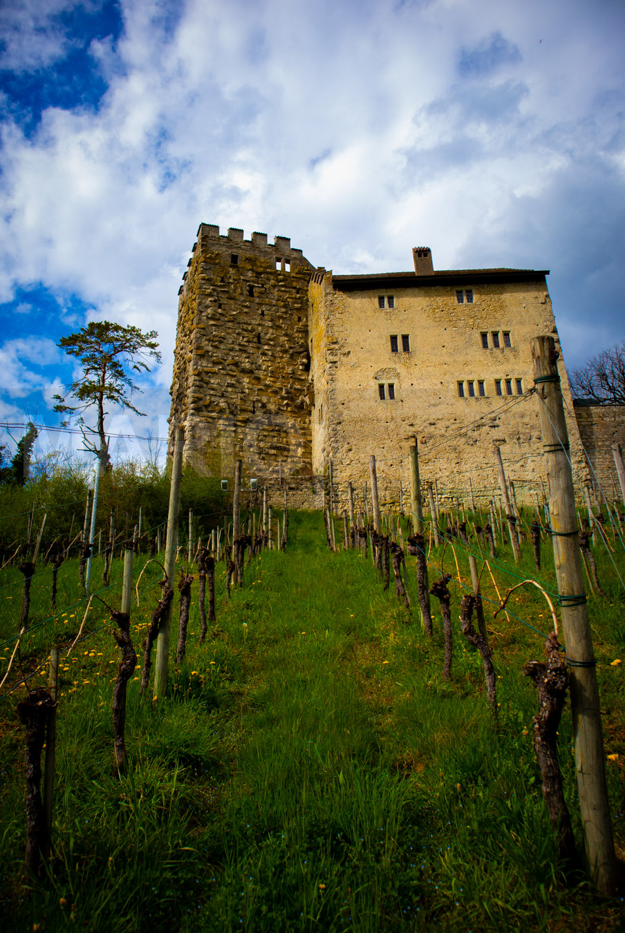 Schloss Habsburg mit Weinbergen im Vordergrund unter bewölktem Himmel.